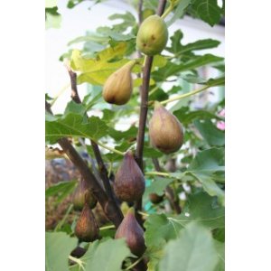 Figovník (Ficus carica) ´PERRETTA´ - výška 50-70 cm, kont. C1L (-15°C)